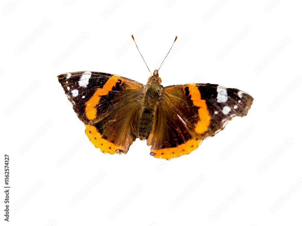 Naklejka premium Admiral ,Vanessa atalanta butterfly isolated on transparent background