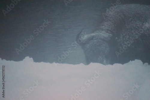 An American bison looking at the camera during a snow storm in black and white.