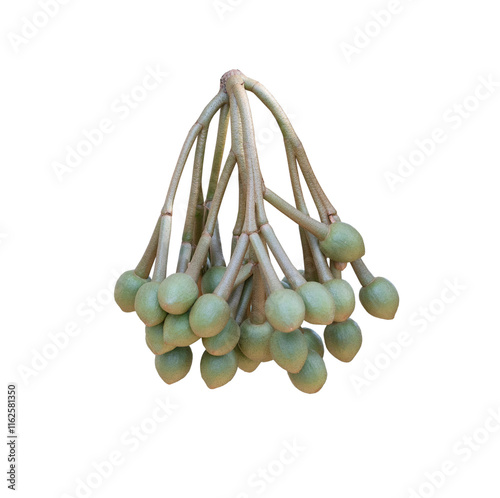 Cluster of young durian flower buds on transparent background (PNG File) photo