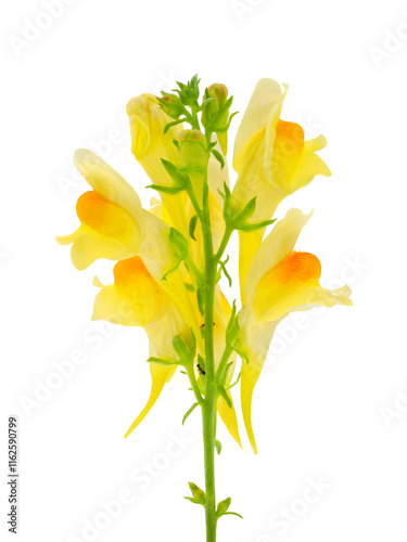 Lesser Butter-and-eggs flowers isolated on white background, Linaria supina photo