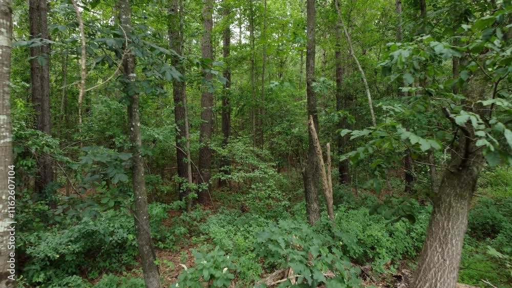 Dolly motion drone shot flying through thick deciduous forest in North Carolina on the east coast of North America.