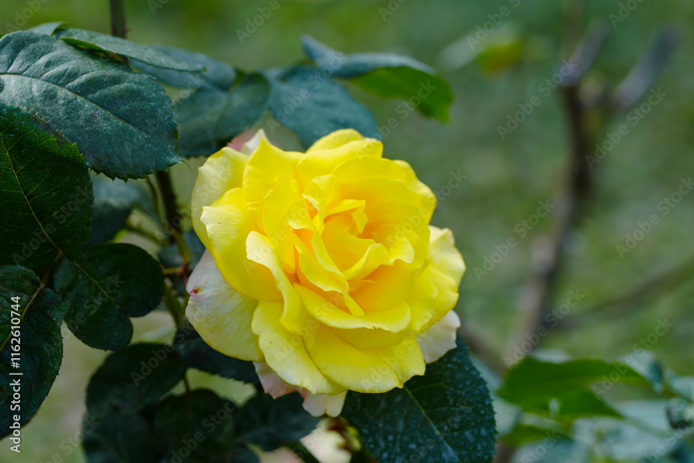 yellow rose flower blossom in the garden yellow rose flower blossom in the garden