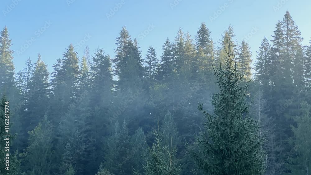 Old and young spruces tops in mountain at sunny morning