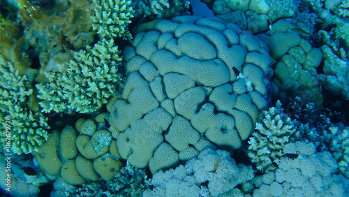 Lesser star coral (Goniastrea edwardsi) undersea, Red Sea, Egypt, Sharm El Sheikh, Montazah Bay photo