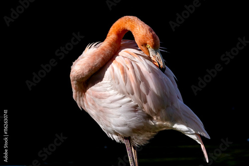 Pink flamingo in the shallow water
