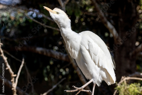 Little Cattle Egret photo