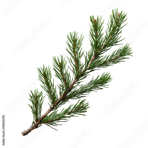 Green pine tree branch isolated on on transparent background