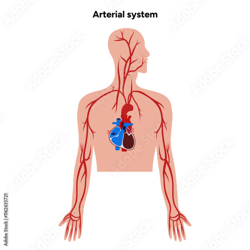 Arterial artery human system upper body medical diagram