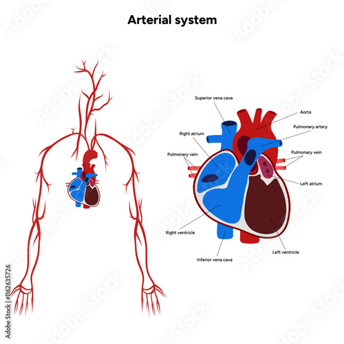 Arterial artery human system upper body medical diagram
