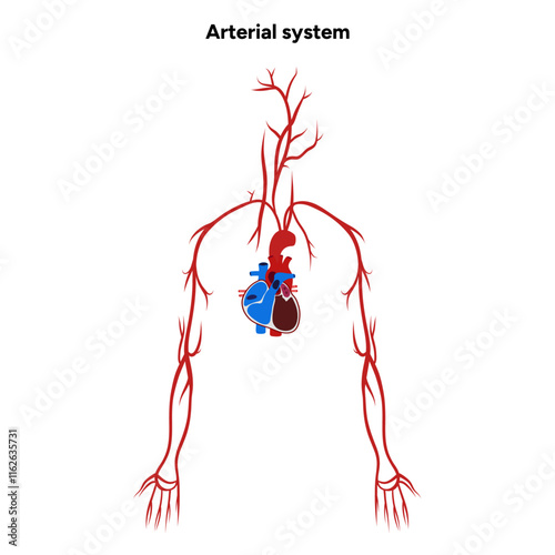 Arterial artery human system upper body medical diagram