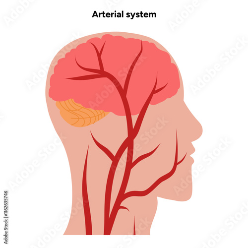 Arterial artery human system head medical diagram 