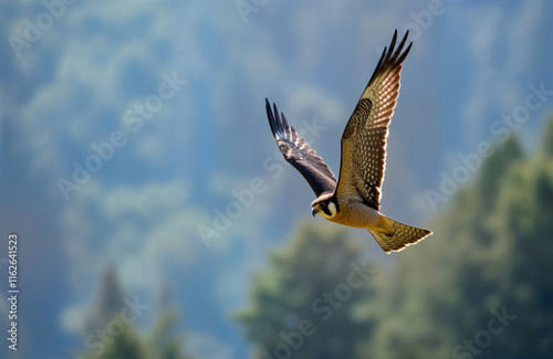 Peregrine falcon soars in mid-air dive above Mount Maxwell. Hunting bird of prey displays agile flight. Fast, elegant bird in action. Scenic wildlife nature photo. Bird hunting in sky. Outdoor scene.