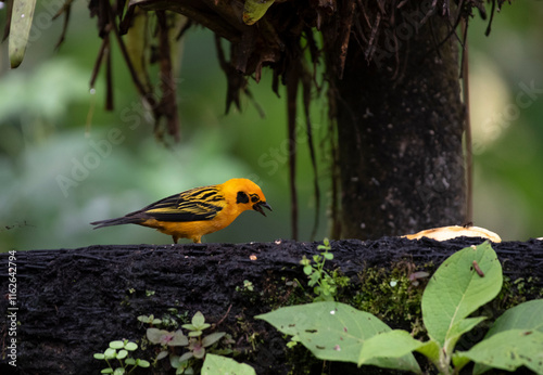 Golden Tanager photo