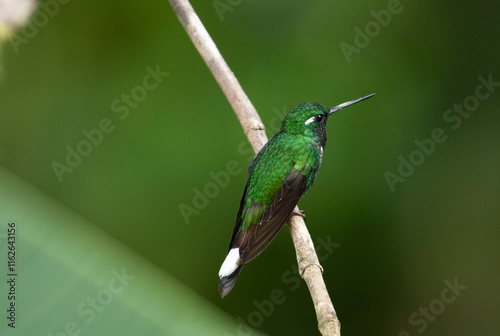 Purple Bibbed Whitetip