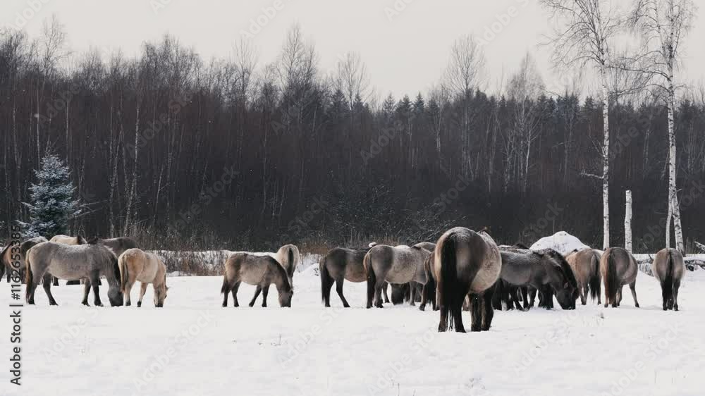Wild Konik Horse Grazing and Playing in Snowy Belarus Field Close-Up