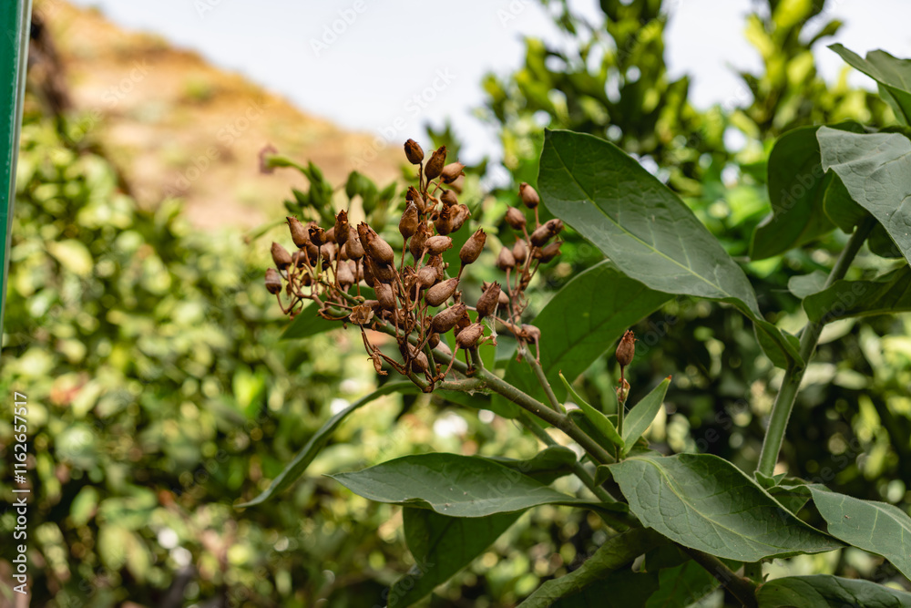 Nicotiana tabacum plant with brown blossom. Fresh tabacco tree leaves ready to dry Nicotiana tabacum plant with brown blossom. Fresh tabacco tree leaves ready to dry