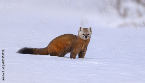 Pine Marten in the Snow