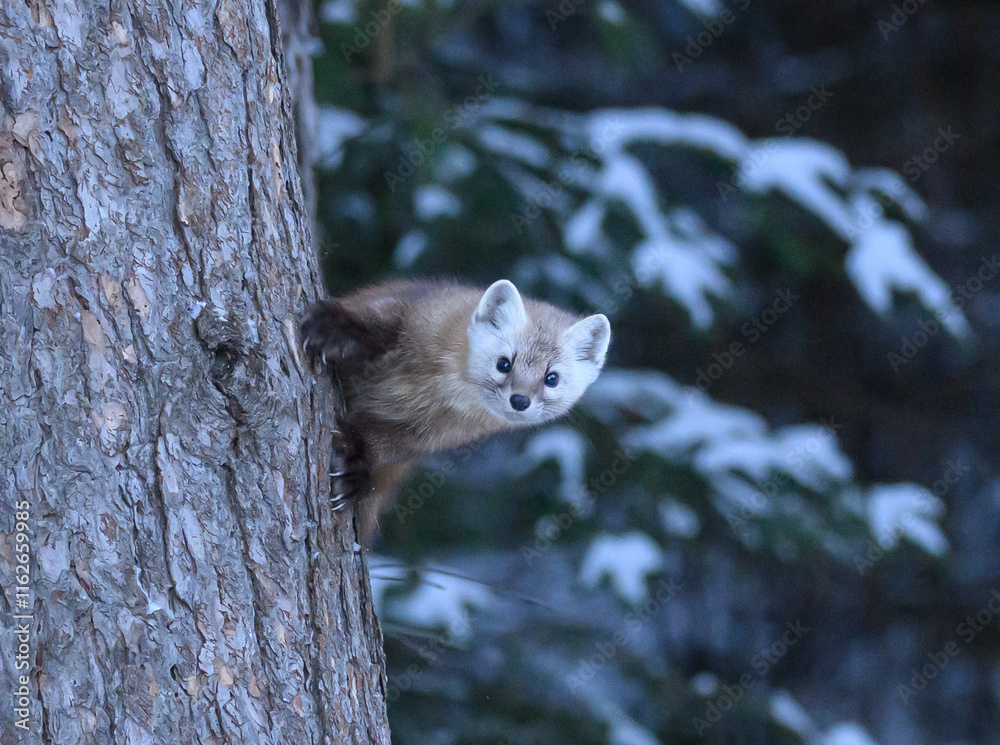 Obraz premium Pine Marten in the Snow