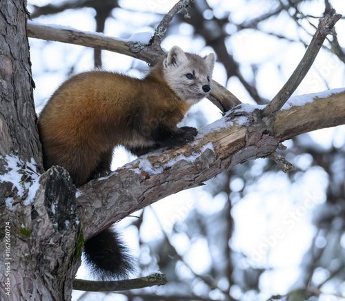 Pine Marten in the Snow