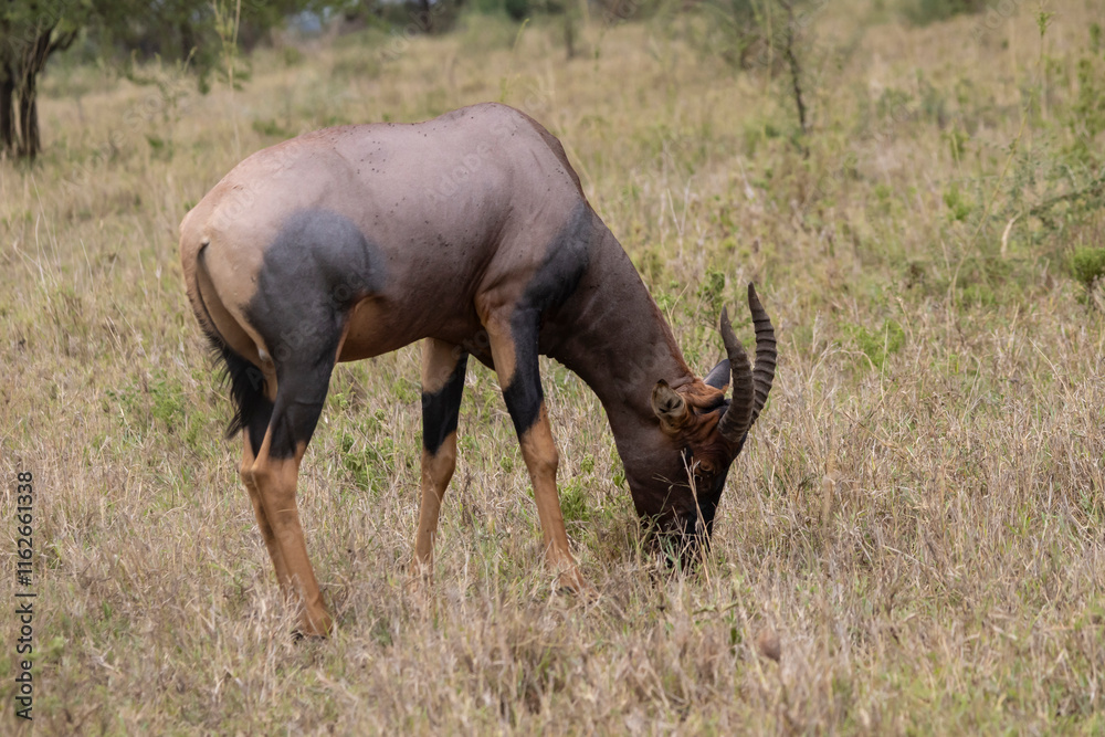 Topi (Damaliscus lunatus) antelope grazing in Serengeti Tanzania East Africa Topi (Damaliscus lunatus) antelope grazing in Serengeti Tanzania East Africa