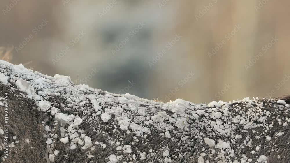 Back Horse in Snow Field During Winter with Cloudy Weather Back Horse in Snow Field During Winter with Cloudy Weather