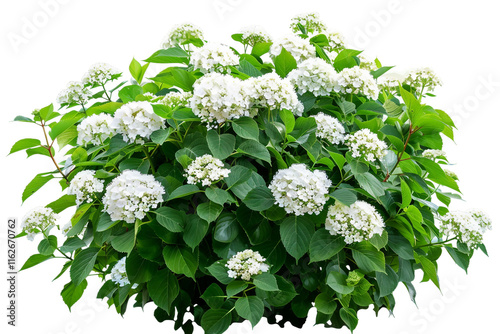 Spectacular Hydrangea Shrubs with Round Clusters of Colorful Flowers isolated on transparent background