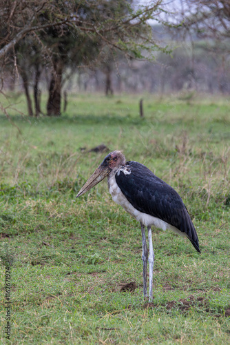 Marabou stork (Leptoptilos crumenifer) standing in grassland in the rain in Serengeti in Tanzania East Africa photo