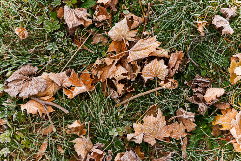 Colorful autumn leaves lying on the ground are partially covered with the first winter snow, showing the beautiful seasonal transition from fall to winter.