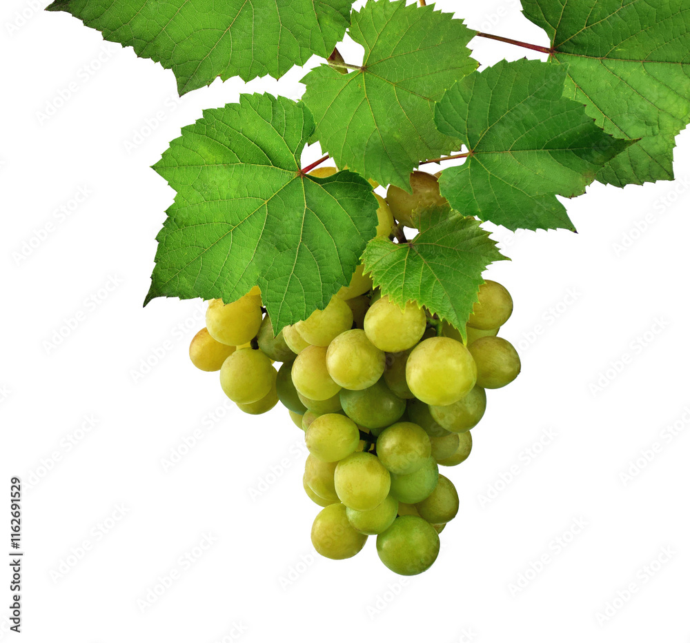 Ripe grapes grow on bushes. Bunch of grapes before harvest. on transparent, png, ripe grape with green leaves Ripe grapes grow on bushes. Bunch of grapes before harvest. on transparent, png, ripe grape with green leaves