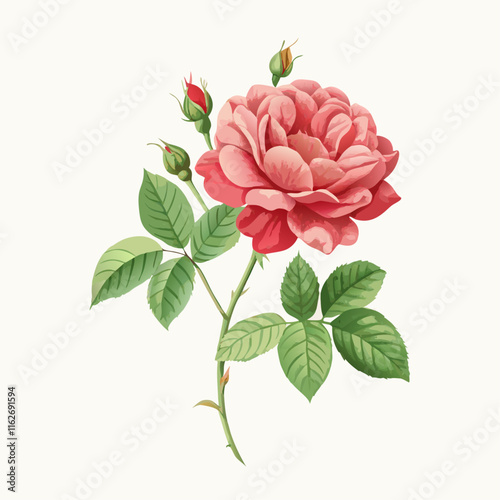 Vintage rosa gallica poster vector illustration (1)