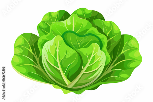 Fresh lettuce on a white background vector art illustration