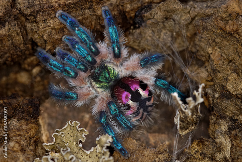 bunte Spinne photo
