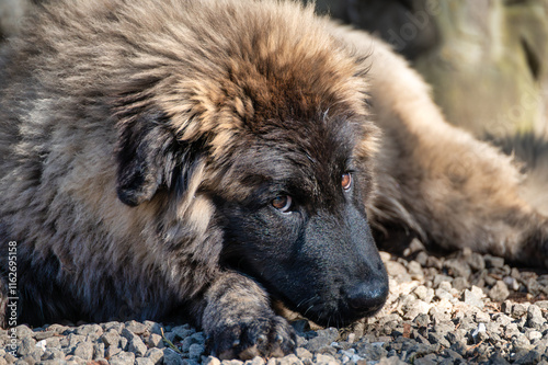 serra da estrela portuguese dog