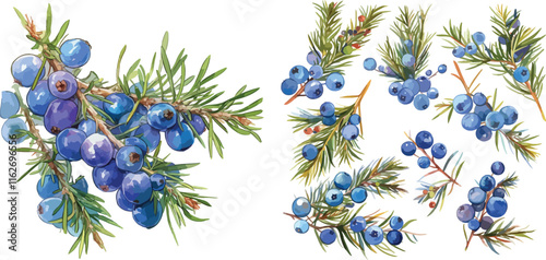 juniper berry watercolor clipart