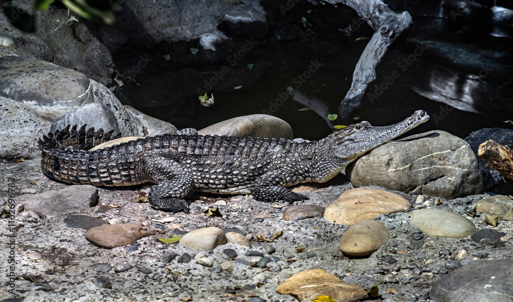 Australian crocodile on the ground. Latin name - Crocodylus johansoni Australian crocodile on the ground. Latin name - Crocodylus johansoni