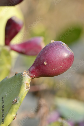 closeup the juicy maroon cactus fruit with green plant soft focus natural green yellow background.