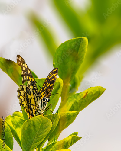 Lime Butterfly photo