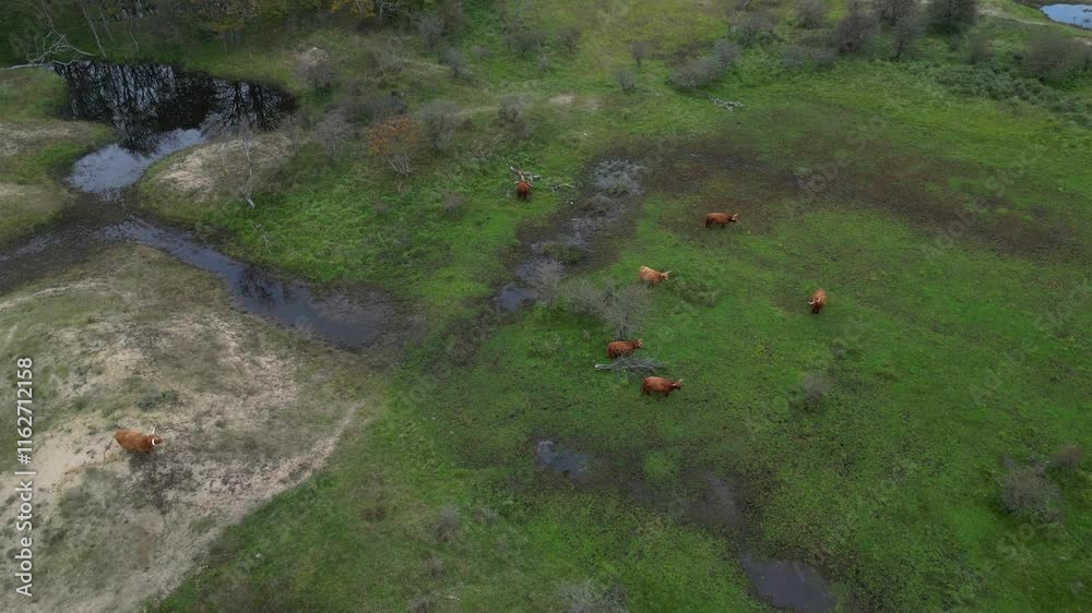 Aerial view of Scottish highlanders in the Kennemerdunes, North Holland, The Netherlands Aerial view of Scottish highlanders in the Kennemerdunes, North Holland, The Netherlands