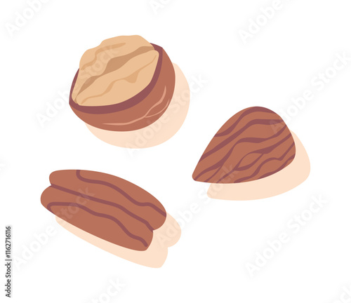 Walnut and almond seeds vector illustration