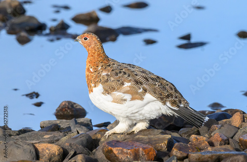Willow Ptarmigan in the Tundra