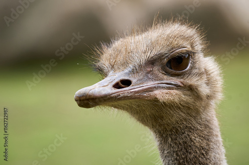 Ostriches are large flightless birds.