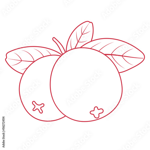 Cranberry Fruits Outline Illustration Isolated on White Background