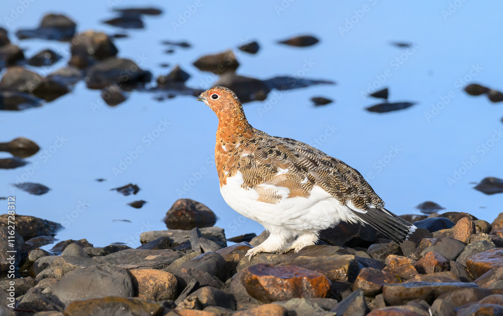 Fototapeta premium Willow Ptarmigan in the Tundra
