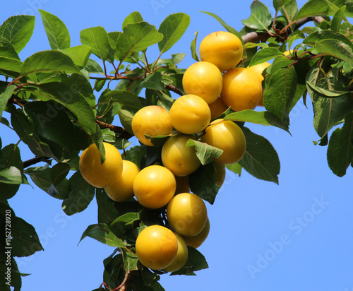 On the branch ripen fruits of cherry plums (Prunus cerasifera). photo