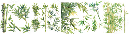 bamboo leave and steam watercolor clipart