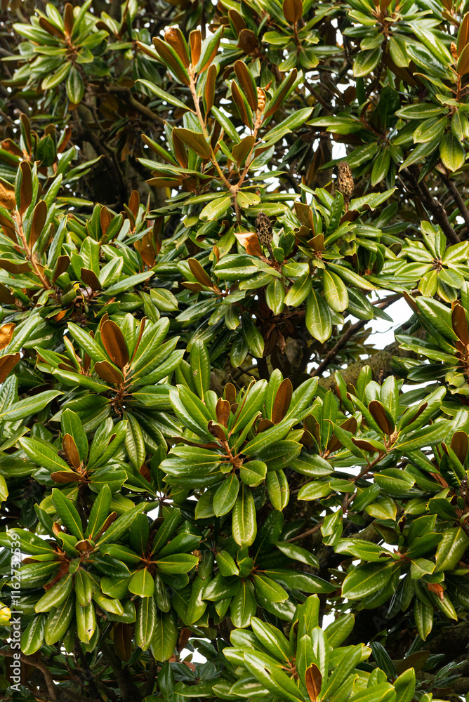 Fototapeta premium domestic outdoor wall decorated with sprouting green leafy plants.