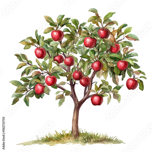 A watercolor vector of an apple tree, isolated on a white background. Apple tree vector.
