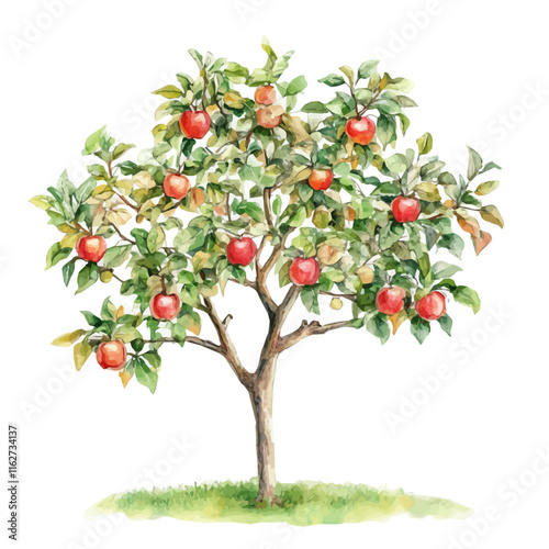 A watercolor vector of an apple tree, isolated on a white background. Apple tree vector.
