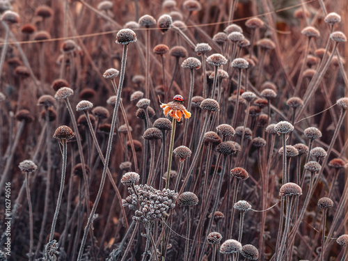 Uniqueness - a brightly blooming flower with a ladybug, among frozen withered flowers,