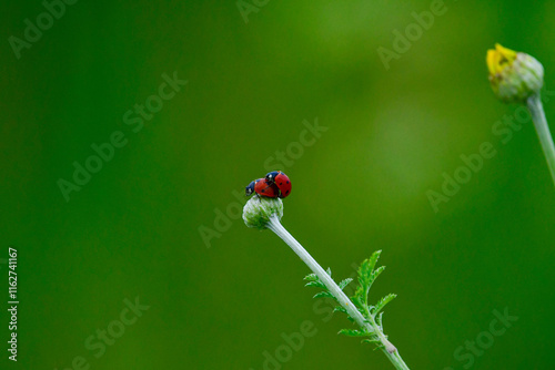 Ladybugs mating on a flower bud